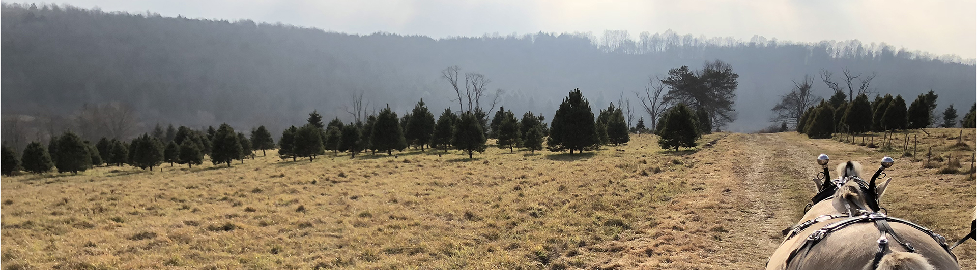 Appletree Hill Organic Farm photo 2