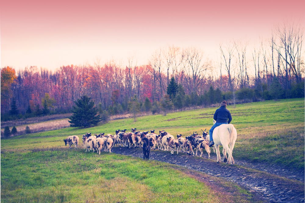 Appletree Hill Organic Farm photo 3