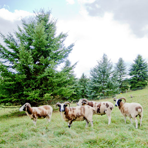 Appletree Hill Organic Farm photo 5