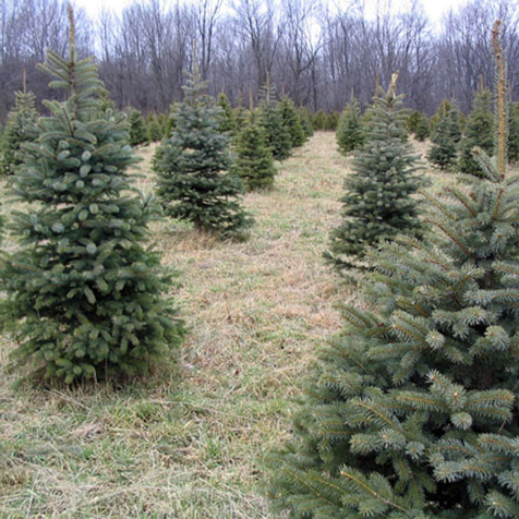 Christmas Trees