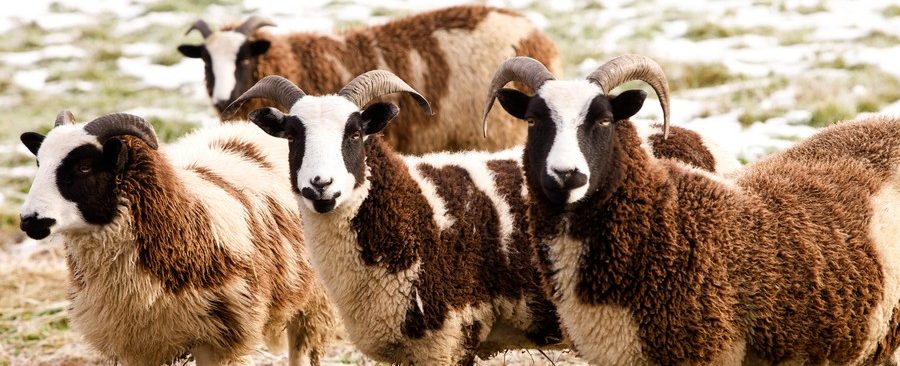 Appletree Hill Organic Farm photo 9