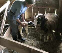 Appletree Hill Organic Farm photo 22