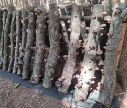 Appletree Hill Organic Farm photo 24